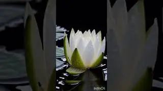 Flower blooms in moonlight white lotus #shortsfeed #viral #flowers #water #garden
