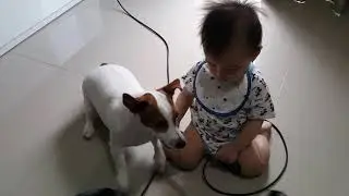 Jack Russell Terrier Protects Baby - Cute Cute