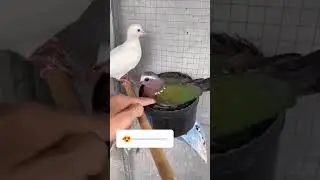 hariyal kabuter ka joda #pigeon #kabuter #hariyal