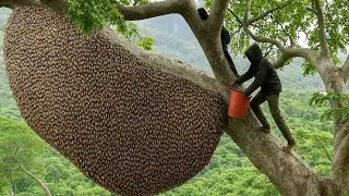 Master the skill of catching honey bees in the deep forest   capturing wild beehives #survival