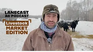 Cattle Markets Fluctuate as Cash Trade Weakens