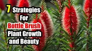 7 Proven Strategies for Maximizing Bottle Brush Plant Growth and Beauty