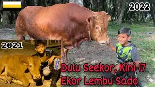 Lembu sado di Perak sangat padu