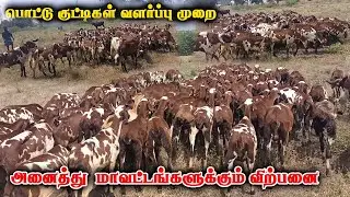 பொட்டு குட்டிகள் வளர்ப்பு முறை மற்றும் விற்பனை| வேம்பூர் பொட்டு குட்டிகள்| Pottu kutty for sale