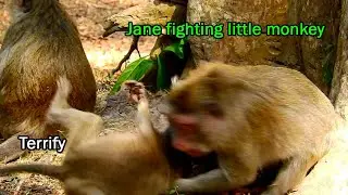 OMG! Jane attack little monkey, After that monkey blacki help little monkey to fight Jane, Pity Jane