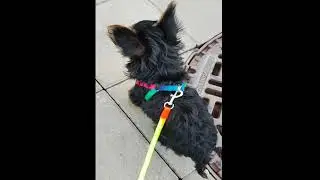 Wish/Dog Puppy Rainbow Pet  Harness Rope Leads Traction Adjustable Chest Strap/Voditko na Psa