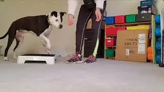 J-R CDT: Training methods used in Positive Reinforcement Training