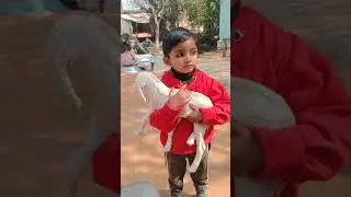 Bakari#animals #goats#shorts#bakreid #bakari#youtubeshorts