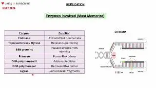 🎯 DNA Replication Class 12 Biology One Shot | NEET | BSc | MSc| Hindi + English 🔥