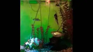 Fish Ick treatment with &ldquo;Ick Gaurd&rdquo;