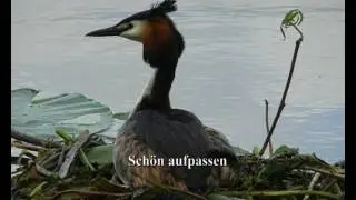 Mein Hohnsensee am Montag im Mai 2016