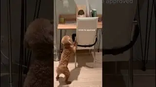 Песик моего любимого ​⁠@uiljks 🩵