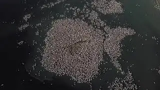 Kamfers Dam Flamingoes