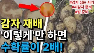 감자 심는 시기, 재배 방법. 봄 감자 실패없이 2배 수확하는 방법