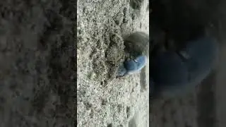 Gymnopleurus Insects walking fun record. 2022