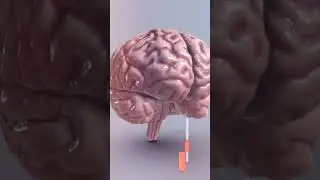 Hidden And Amazing Facts About Brain #shorts #short #brain #facts #hiddenfacts #bbc #ccn #2023 #101