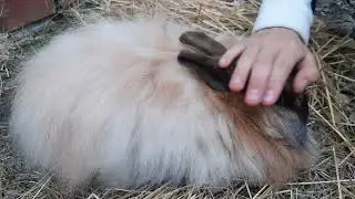 Petting Ciabatta - cute bunny resting in the hay