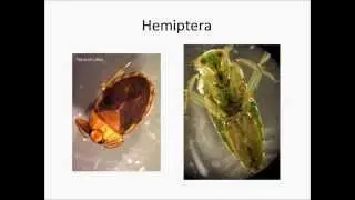 Introduction to Identifying Freshwater Stream DwelIing Insect Orders of California