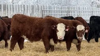 FM Livestock / Anchor P Farms - 900# March Delivery Steers - 68 Head (Bentley, AB)