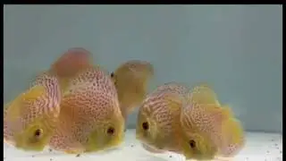 Very nice aquarium discus fish eating the food