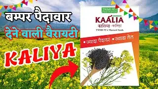 Top 5 mustard seeds variety | mustard seeds