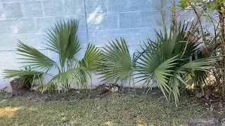 Palmyra New Jersey Palm Trees Winter 2021