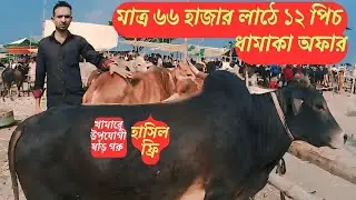 মাত্র ৬৬ হাজার টাকা ১২ পিচ গরু লাঠ ধামাকা অফার    জেঠুয়া গরুর হাট  