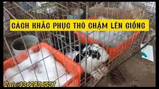 CÁCH KHẮC PHỤC THỎ CHẬM LÊN GIỐNG_ ĐỰC YẾU ĐẺ ÍT CON #zalo_0362856557