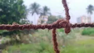 HOME MADE NET FOR CREEPER PLANTS