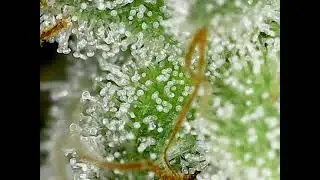 Marijuana trichomes under a microscope
