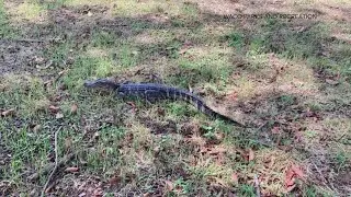 Waco Parks and Recreation find alligator near Brazos Park East