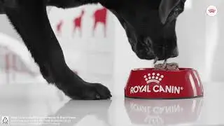 Royal Canin Tailored Nutrition for Labrador Retriever Adult