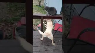 Cat and dog playing rough house🤣