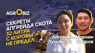 Алатауская и Голштинская породы: рацион, содержание и секрет высоких надоев | Мамед, Байсерке Агро