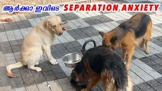 DOG നു കരച്ചിലും പിഴിച്ചിലും : separation anxiety reasons and solutions : laze media