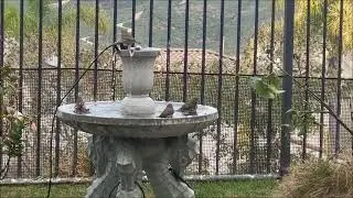 Bird bath 🐦 🐦&zwj;⬛ 🦜 in my garden 