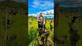 Inside Napa Valley's Most Exclusive Wineries: SCARECROW WINE