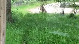 🎥 VIRTUAL ZOO DAY 6 LIVE: Cheetahs grab a quick lunch! 🐆