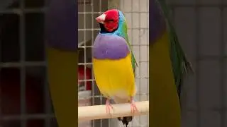 Gouldian Finch Singing - Bird Sounds | Aviary Birds #birds #bird #nature #animals #pets #animals