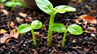 &hearts;️ Hoya: The Wax Plant with Heart-Shaped Leaves! #shorts #2026 #plantlovers #hoyaplant #gardening