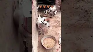 Goat thinking 🤔,,#shorts