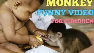 Monkey Funny Video For Children