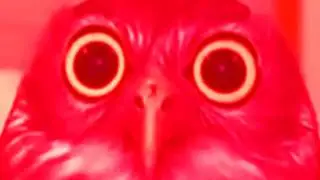 calm owl