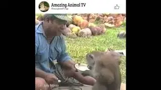 Video monyet pintar - monyet penurut - monyet lucu