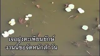 เจอฝูงตะเพียนยักษ์ งานนี้เกือบได้แบกกลับบ้าน 