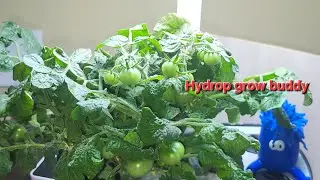 Day 62 & 47 Plant Update: My Tiny Tomato Trio Triving.  @randyb4ut .