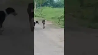 #cutdog🥰🫰🐶🐕🥰 #dogelover #dogshorts #dogs #doglife #dogtricks #dogtraining