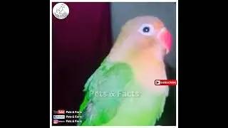 Cute  Pets | Pets And Animals | Pets Videos | Pets&Facts #shorts #Pets #Animal #Birds