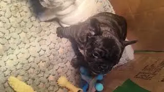 Watch These French Bulldogs Jump Around &ndash; Adorable!