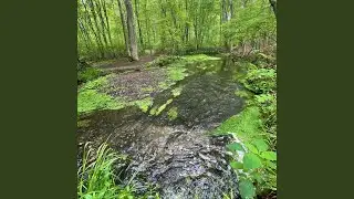 Forest Meditation
